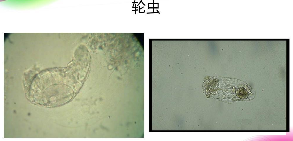 活性污泥中毒的原因及控制调节- 活性污泥中毒的原因及控制调节-